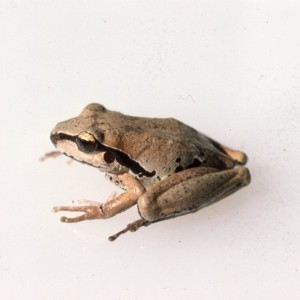 Litoria lesueuri at Oallen, NSW - 3 Dec 1975