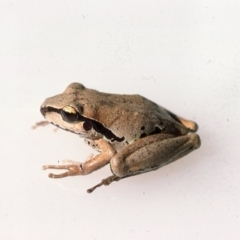 Litoria lesueuri (Lesueur's Tree-frog) at Mongarlowe River - 2 Dec 1975 by wombey
