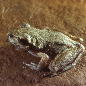 Litoria lesueuri at Coree, ACT - 7 Apr 1979 12:00 AM