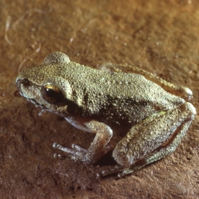 Litoria lesueuri (Lesueur's Tree-frog) at Coree, ACT - 7 Apr 1979 by wombey