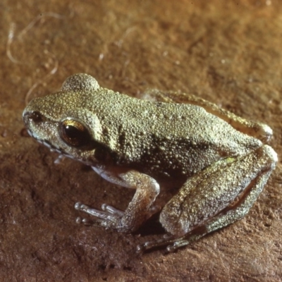 Litoria lesueuri (Lesueur's Tree-frog) at Swamp Creek - 6 Apr 1979 by wombey