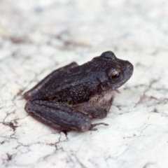 Litoria lesueuri (Lesueur's Tree-frog) at Coree, ACT - 11 Jan 1976 by wombey