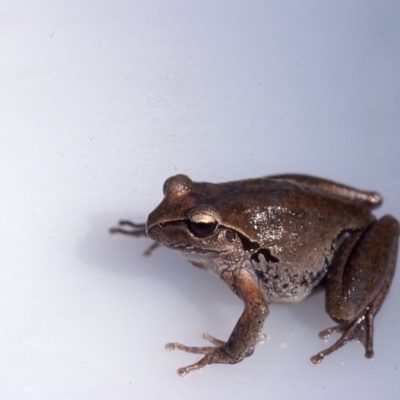 Litoria lesueuri (Lesueur's Tree-frog) at Marlowe, NSW - 15 Dec 1975 by wombey