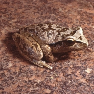 Litoria lesueuri at Brindabella, NSW - 1 Apr 1984