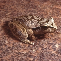 Litoria lesueuri (Lesueur's Tree-frog) at Brindabella, NSW - 31 Mar 1984 by wombey