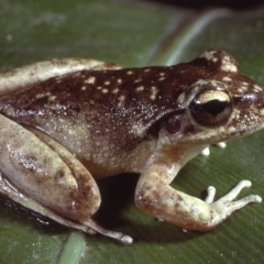 Litoria lesueuri (Lesueur's Tree-frog) at Mount Darragh, NSW - 15 Dec 1979 by wombey