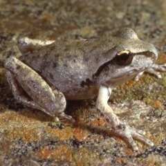 Litoria lesueuri (Lesueur's Tree-frog) at Jindabyne, NSW - 30 Mar 1979 by wombey