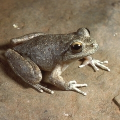Litoria booroolongensis (Booroolong Frog) at Kosciuszko National Park - 28 Jan 1987 by wombey