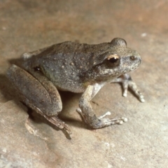 Litoria booroolongensis (Booroolong Frog) at Nurenmerenmong, NSW - 28 Jan 1987 by wombey