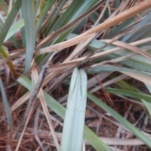 Dianella sp. aff. longifolia (Benambra) at Molonglo Valley, ACT - 21 Mar 2016
