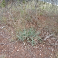 Dianella sp. aff. longifolia (Benambra) at Molonglo Valley, ACT - 21 Mar 2016