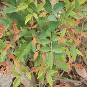 Nandina domestica at Fadden, ACT - 21 Mar 2016 02:52 PM