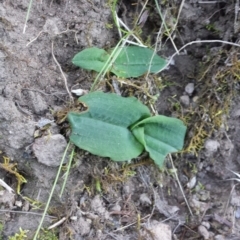 Chiloglottis reflexa (Short-clubbed Wasp Orchid) at Point 8 - 22 Mar 2016 by MattM