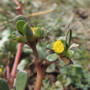 Portulaca oleracea at Gordon, ACT - 22 Mar 2016 12:00 AM