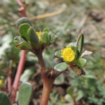 Portulaca oleracea (Pigweed, Purslane) at Point Hut to Tharwa - 21 Mar 2016 by michaelb