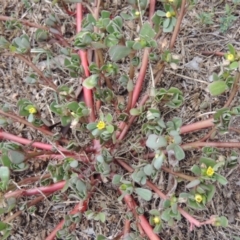 Portulaca oleracea (Pigweed, Purslane) at Point Hut to Tharwa - 10 Mar 2016 by michaelb