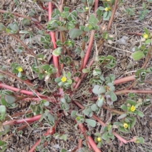 Portulaca oleracea at Tharwa, ACT - 10 Mar 2016