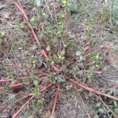 Portulaca oleracea at Tharwa, ACT - 10 Mar 2016