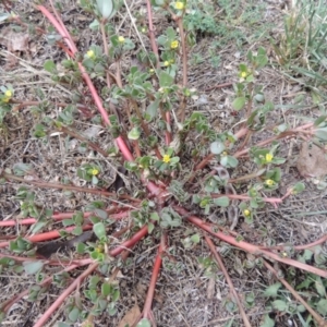 Portulaca oleracea at Tharwa, ACT - 10 Mar 2016