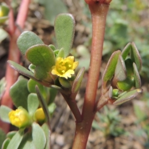 Portulaca oleracea at Tharwa, ACT - 10 Mar 2016