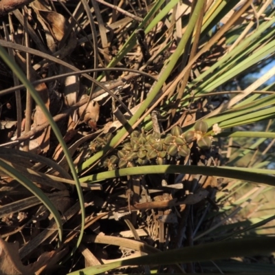 Lomandra multiflora (Many-flowered Matrush) at Greenway, ACT - 10 Jan 2016 by MichaelBedingfield