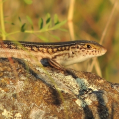 Ctenotus robustus (Robust Striped-skink) at Greenway, ACT - 10 Jan 2016 by michaelb