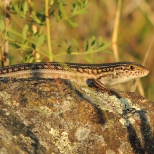 Ctenotus robustus at Greenway, ACT - 10 Jan 2016 08:08 PM