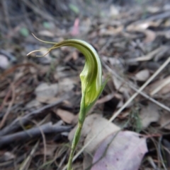 Diplodium ampliatum (Large Autumn Greenhood) at Cook, ACT - 22 Mar 2016 by CathB