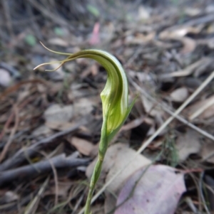 Diplodium ampliatum at Cook, ACT - suppressed