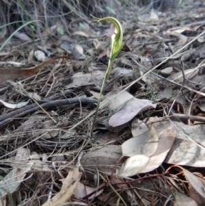 Diplodium ampliatum at Cook, ACT - suppressed