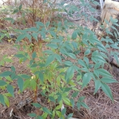 Nandina domestica (Sacred Bamboo) at Isaacs, ACT - 21 Mar 2016 by Mike