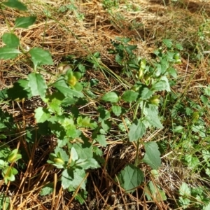 Veronica calycina at Isaacs, ACT - 22 Mar 2016