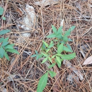 Nandina domestica at Isaacs, ACT - 22 Mar 2016