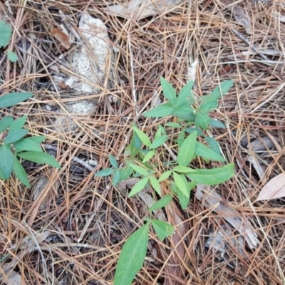 Nandina domestica (Sacred Bamboo) at Isaacs Ridge and Nearby - 21 Mar 2016 by Mike