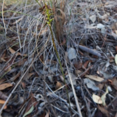 Corunastylis clivicola (Rufous midge orchid) at Cook, ACT - 22 Mar 2016 by CathB
