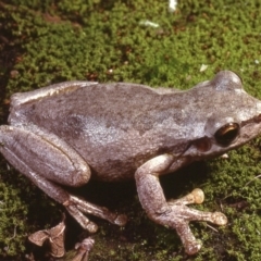 Litoria dentata (Bleating Tree Frog) at Goulburn, NSW - 17 Nov 1978 by wombey