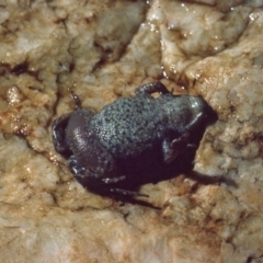 Crinia parinsignifera (Plains Froglet) at Gungahlin, ACT - 30 Mar 1976 by wombey