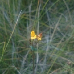 Lotus corniculatus at Booth, ACT - 22 Mar 2016