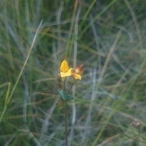 Lotus corniculatus at Booth, ACT - 22 Mar 2016 12:00 AM