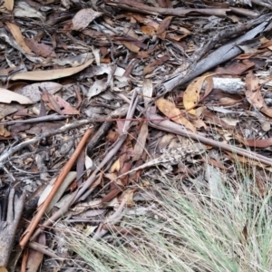 Rankinia diemensis at Tennent, ACT - 17 Mar 2016 12:00 AM