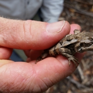 Rankinia diemensis at Tennent, ACT - 17 Mar 2016