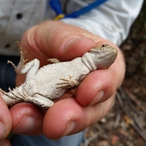 Rankinia diemensis at Tennent, ACT - 17 Mar 2016