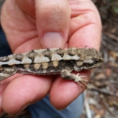 Rankinia diemensis at Tennent, ACT - 17 Mar 2016