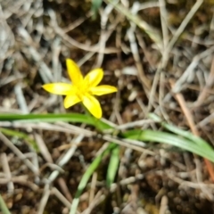Hypoxis hygrometrica (Golden Weather-grass) at Isaacs Ridge and Nearby - 23 Mar 2016 by Mike