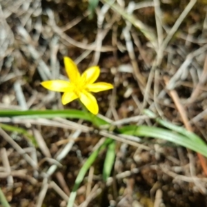 Hypoxis hygrometrica at Isaacs, ACT - 23 Mar 2016 11:37 AM