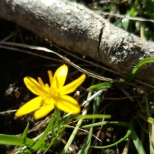 Hypoxis hygrometrica at Isaacs, ACT - 23 Mar 2016 11:37 AM