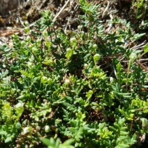 Cheilanthes distans at Isaacs, ACT - 23 Mar 2016 02:57 AM