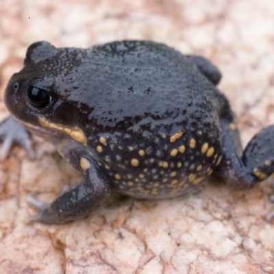 Heleioporus australiacus flavopunctatus (Giant Burrowing Frog) at Deua National Park - 16 Mar 1976 by wombey