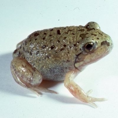 Limnodynastes dumerilii (Eastern Banjo Frog) at Namadgi National Park - 16 Feb 1980 by wombey