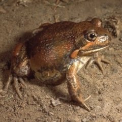 Limnodynastes dumerilii (Eastern Banjo Frog) at Sutton, NSW - 24 Mar 1987 by wombey